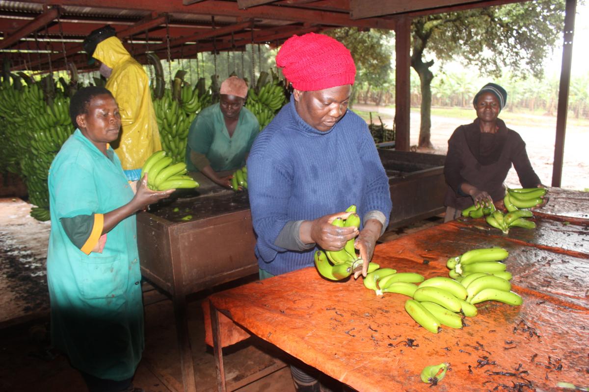 Employees at Ravele CPA wash freshly picked bananas at the CPA's pack house. The bananas will be sold at local markets across Limpopo Province