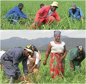 Members of the Ngomane family working in a sugar cane field on their farmdreams