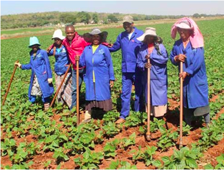 Photo caption: Members of the Kopano Disabled Cooperative are using their farming skills to fight poverty and improve the lives of residents in Rooibokkop, Limpopo. (Picture: Mduduzi Tshabangu)
