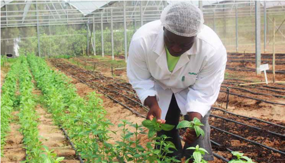 Photo caption: Farmer Nonhlanhla Mgwenya’s basil and coriander crops are blossoming thanks to support from the Timbali Technology Incubator, which is helping Mpumalanga’s emerging farmers. (Picture: Tendai Gonese)