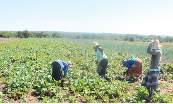 Photo caption: Black commercial farmers will benefit from the R80.5 million the Northern Cape government has set aside for agriculture and rural development.