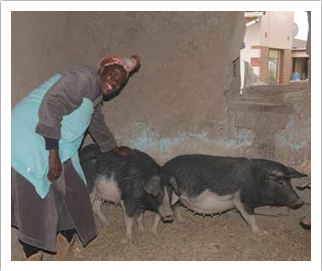 Nosapo Masombhoti, a member of Zithulele Piggery, with some of their pigs.