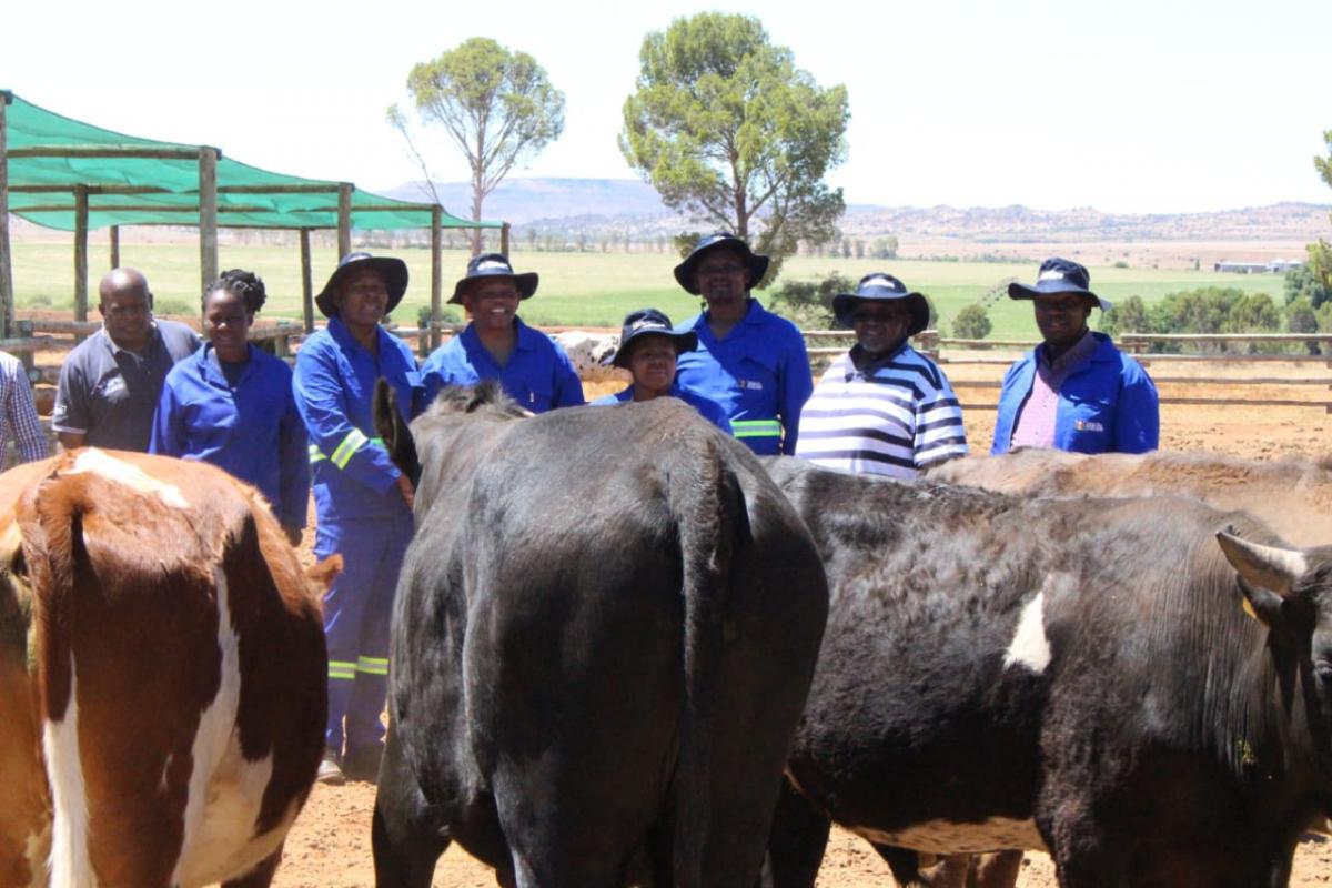 Communal farmers in the Eastern Cape have the ability to take their livestock to the DRDAR funded feedlots for fattening for a period of 120 days.