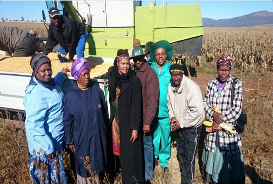 The Executive Mayor of Chris Hani District Municipality, the Mayor of Intsikayethu Local Municipality and the members of the cooperative during the harvest.
