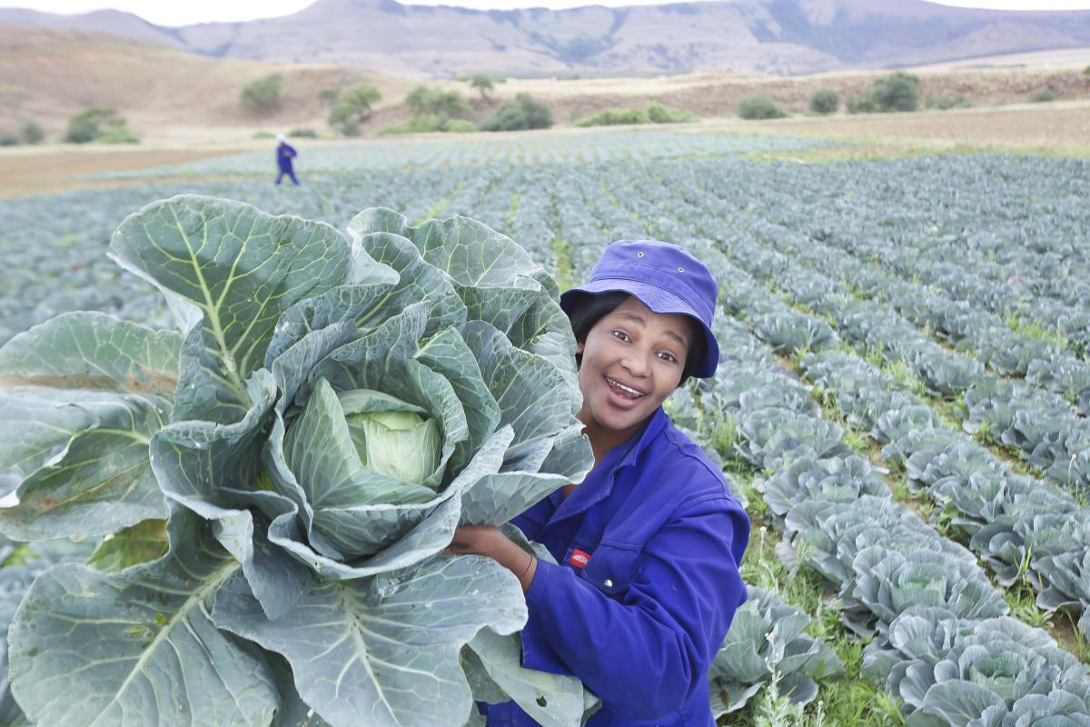 An agricultural programme by the Imbabazane Local Municipality is providing muchneeded job opportunities for young people in the area.