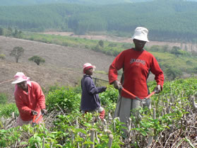 The revival of the Sapekoe Tea Estate near Tzaneen will create about 2 000 jobs for local communities.