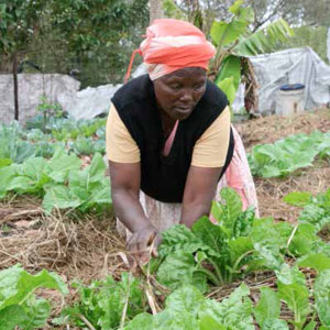 Cabangile Mdletshe is one of 180 residents of Dukuduku in Mtuba area that reaps the benefits of the One Home, One Garden project that has been implemented in the area using the permaculture technique as a means of ensuring food security in the rural homesteads.