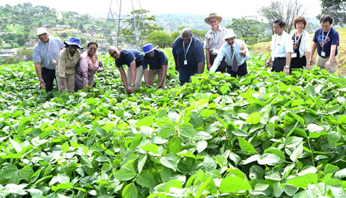 The eThekwini Municipality has partnered with the private and religious sectors to drive the Edamame Development programme in KwaZulu-Natal.