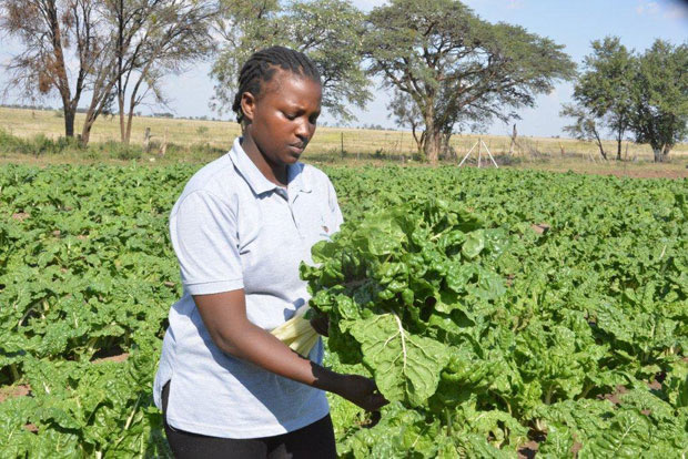 Nthabiseng Kgobokoe inspecting spinach at her farm outside Mahikeng.