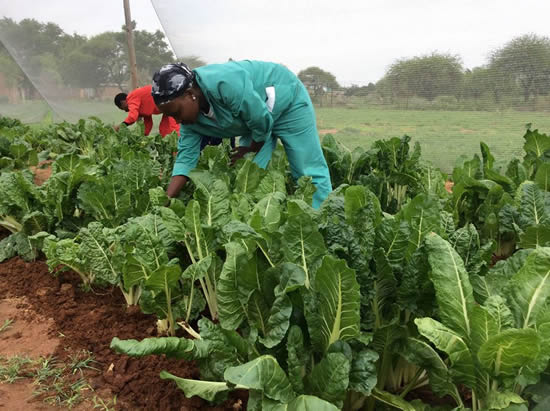 Smallholder farmers are exepected to play a major role in the implementation of Operation Phakisa for Agriculture, Land Reform and Rural Development.