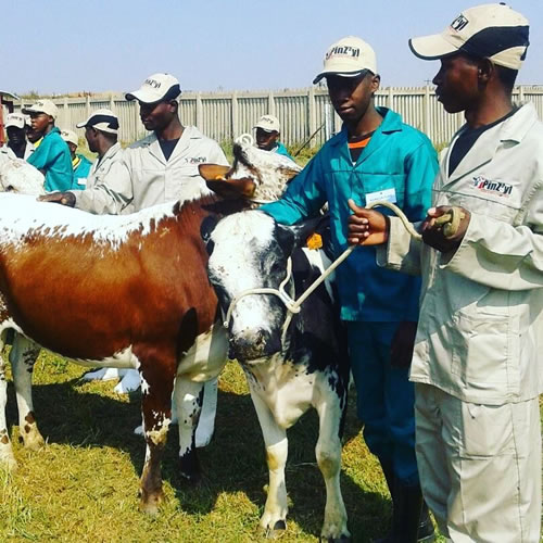 Veterinary science is one of the subjects taught at the Magaliesburg School of Specialisation. (Photo: Gauteng Department of Education)