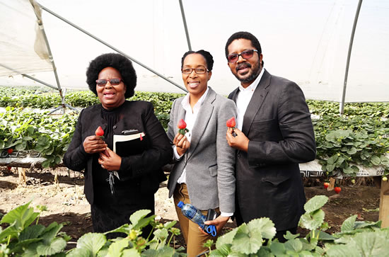 Yoliswa and Xolani Gumede, a young couple from KwaZulu-Natal, are proud owners of Cappeny Estates, the first black-owned strawberry farm in KwaZulu-Natal.