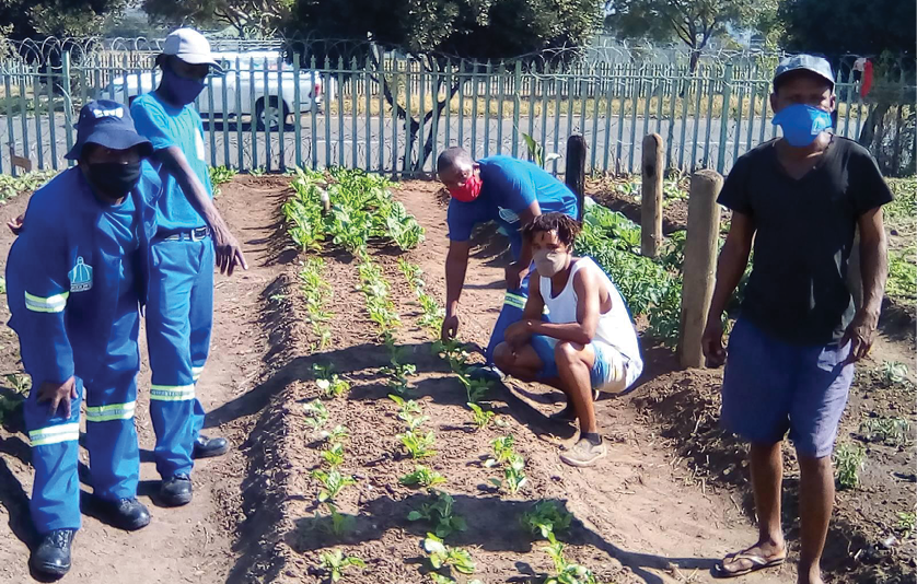Members of the Elangeni Green Zone garden working the land in the inner city of Durban.