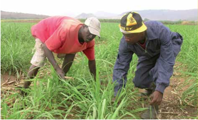 Photo caption: Farmworkers will benefit from a new minimum wage of R105 per day. Labour Minister Mildred Oliphant recently announced the increase in farmworkers' wages, which is effective from 1 March 2013.