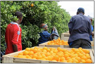 A citrus farm started by the Mabunda Cooperative is helping Limpopo residents put food on the table. (Picture: Orlando Chauke/AENS)