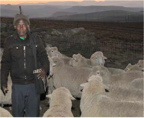 Chairperson of the Masimenyana Wool Project Mbijana Koyti with some of the cooperative’s sheep.