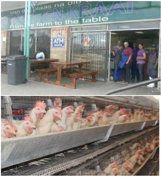 Photo caption: Chickens have proved to be a successful business for David Jacobs, founder of the Kekkel en Kraai franchise.