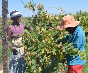 Black farmers will benefit from training that will be offered at a multi-purpose training and development centre currently being built in Pretoria.