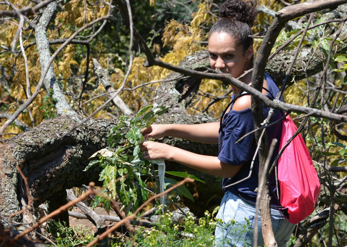 Ashton Welcome’s role in biosystematics is to unlock the mysteries of plant families examining the differences between species, while also exploring the importance of plants for humans and the environment alike.