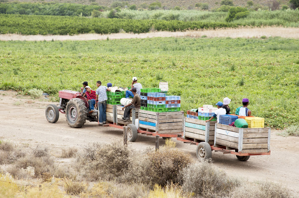 Eastern Cape Premier Phumulo Masualle's plan include partnering with commercial farmers as part of job creation.