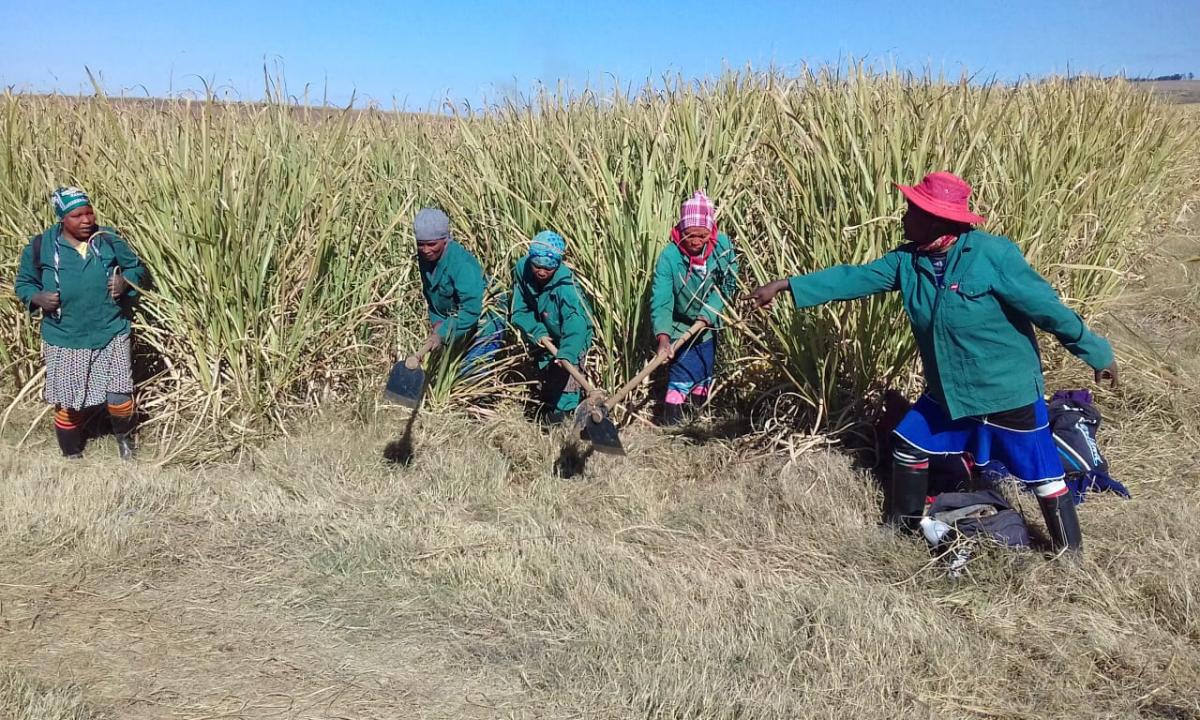 Ithuba Agriculture about 500 people in Kranskop in KwaZulu-Natal