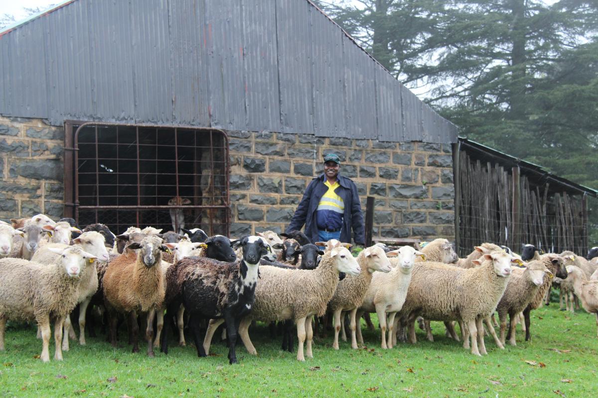 Mhlonipheni Zulu with his livestock at Gelykwater Farm in Babanango, in the north of KwaZulu-Natal.