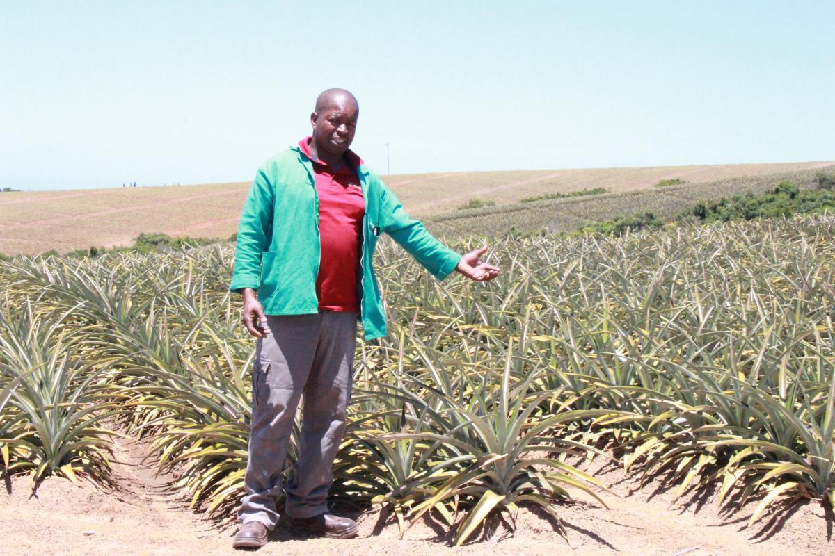 Co-operative manager Litha Zitshu says farming pineapple has created jobs in his community.