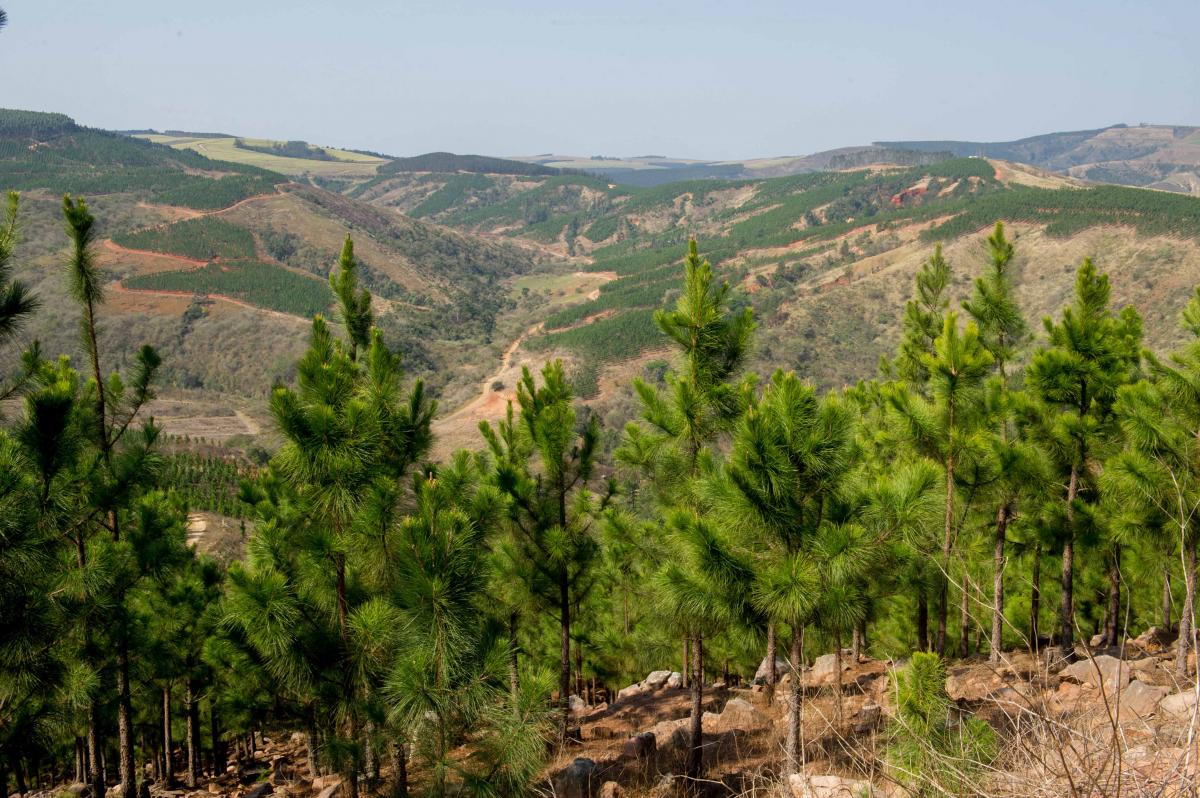 The Forestry Technology Park will be established in Sabie.