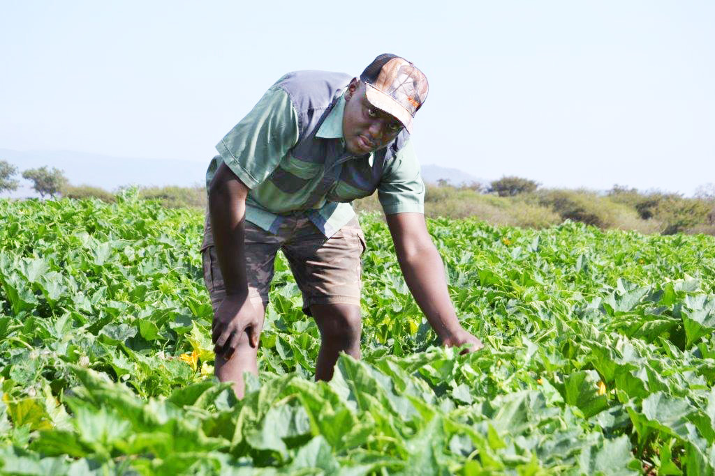 Nyadzani Rerani (28) checking out the jam-squash in his farm at Ha-Mphaila village in the Ndzelele area. 