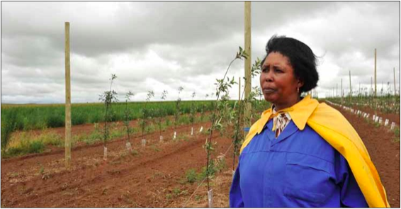 Photo caption: Pinkie Moloi is reaping the rewards of government-aided farming projects, such as this apple orchard in Diyatalawa in the Free State.