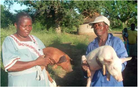 Photo caption: Agnes Tivani and Samuel Hlatshwayo, proud members of the Hluvukani Khubu Piggery Cooperative in Limpopo, earn a living thanks to the pigs they farm.