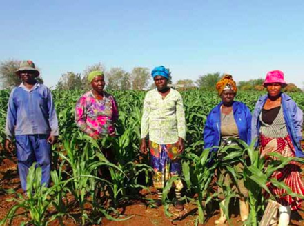 Photo caption: Emerging farmers, such as those of the Varimi va Bush Secondary Cooperative in Bushbuckridge, can look forward to supplying their produce to local schools.