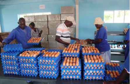 Photo caption: Joseph Khosa (above) is proud to be part of efforts to create jobs in the country. The Sasekisani Egg Production Cooperative, which he formed with other community members, employs 14 permanent workers in Mpumalanga. (Pictures: Mduduzi Tshabangu)