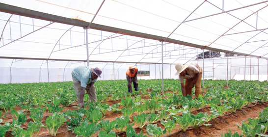 Photo caption: South Africa’s agricultural sector has produced thousands of jobs over the past five years.