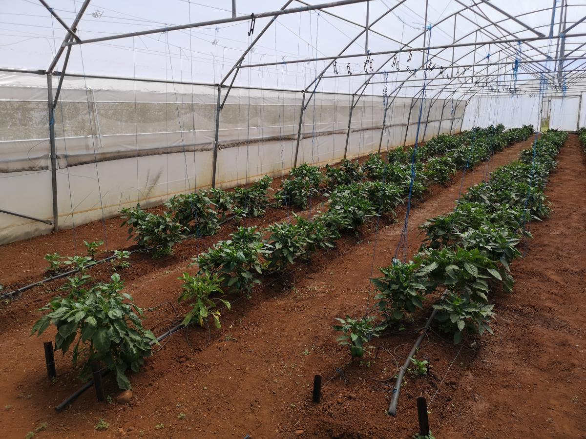 The Voice Out Deaf cooperative is creating jobs for the hearing impaired by growing vegetables in the Rand West Agri-park in the Rand West Local Municipality.