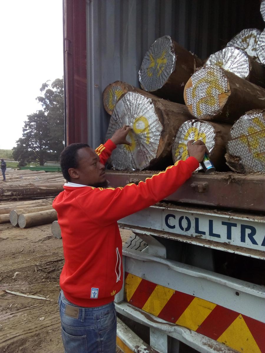 Xolani Ntuli owns XKG, a timber and logistics company that recently secured a contract to supply timber to a furniture manufacturing company in China.