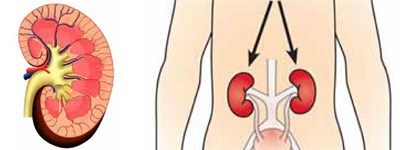 Kidneys, the bean-shaped organs the size of a fist, perform the important tasks of making chemicals for the body, retaining substances and eliminating toxic waste.