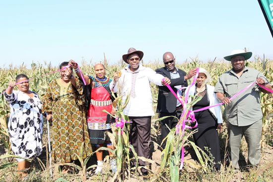 From left: KZN MPL Doris Dlamini, KZN MPL Lindiwe Bebe, Inkosi Dlamini, ME C for KZN Agriculture and Rural Development Cyril Xaba, Nkandla Local Municipality Deputy Mayor Thokozani Ndlela, Nkandla Local Municipality Ward 5 Councillor Phumzile Dlamini and KZN DARD Head of Department Siphiwe Mkhize during the official launch of the Maize Meal Project in Nkandla, KwaZondi.