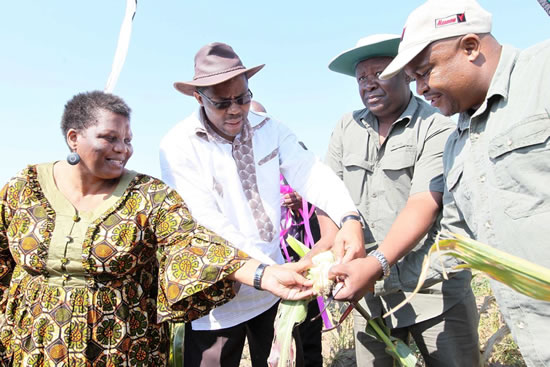 ME C for KZN Agriculture and Rural Development Cyril Xaba with KZN MPL Lindiwe Bebe, KZN DARD Head of Department Siphiwe Mkhize and KZN DARD Senior General Manager Jerry Mfusi assessing maize meal at Nkandla, KwaZondi.