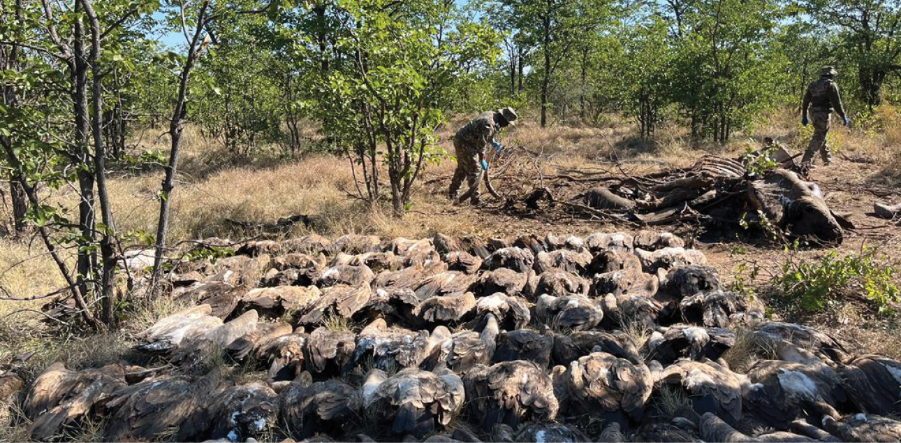 SANParks fights Kruger Vulture poisoning 