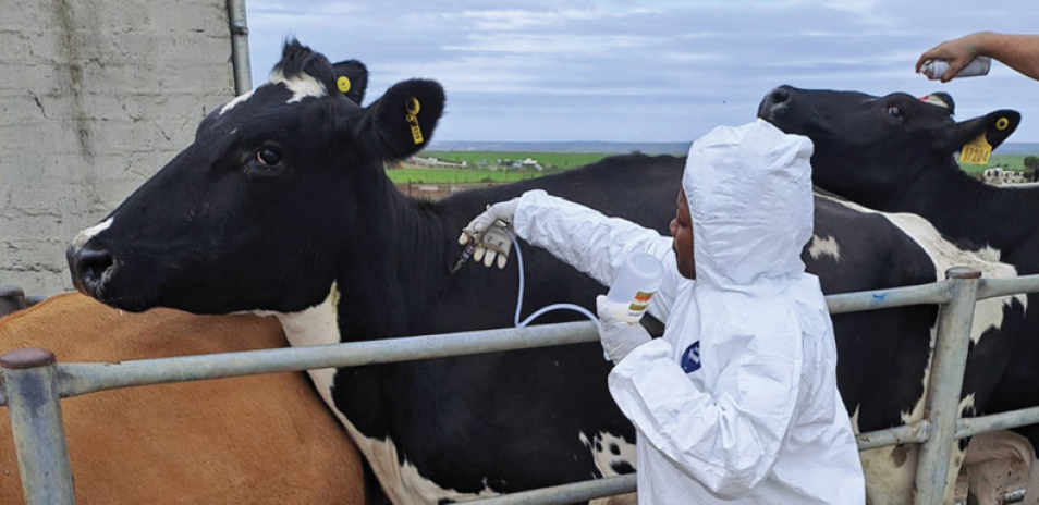 How to avoid Foot-and-Mouth Disease