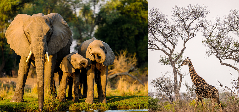 South Africans will have free access to selected national parks during SA National Parks Week.