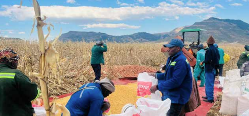Maize cooperatives who received support from the Umzimvubu Local Municipality.