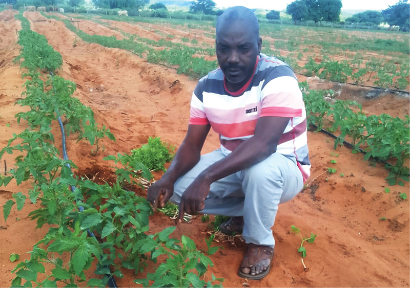 Emerging farmer thrives in tomato production