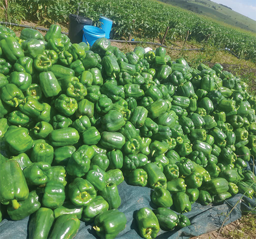Inkaba Farming Project brings opportunities in Mpumalanga
