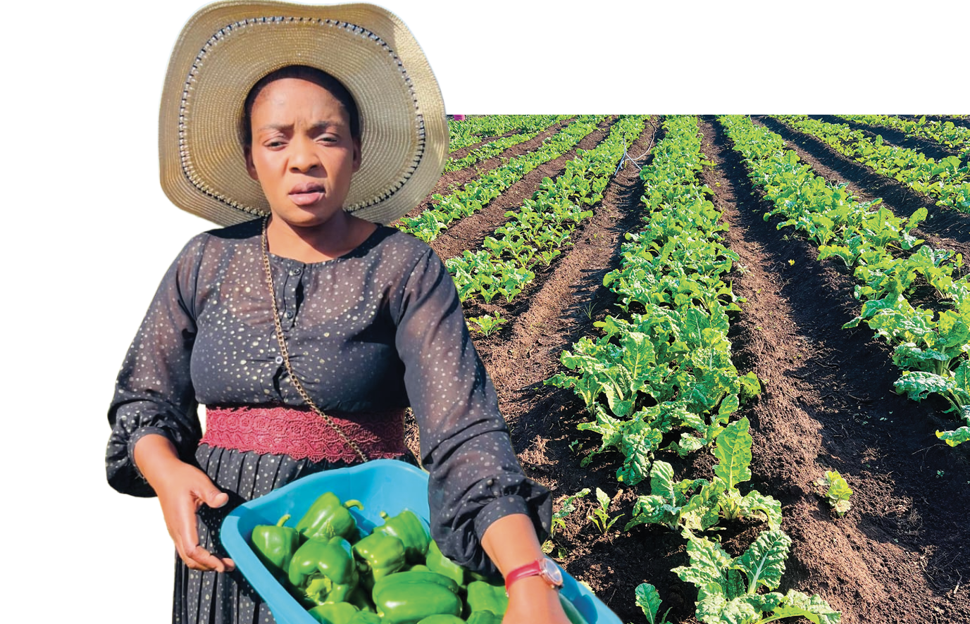 Nontobeko Mabaso has turned her passion for farming into a sustainable agricultural business.