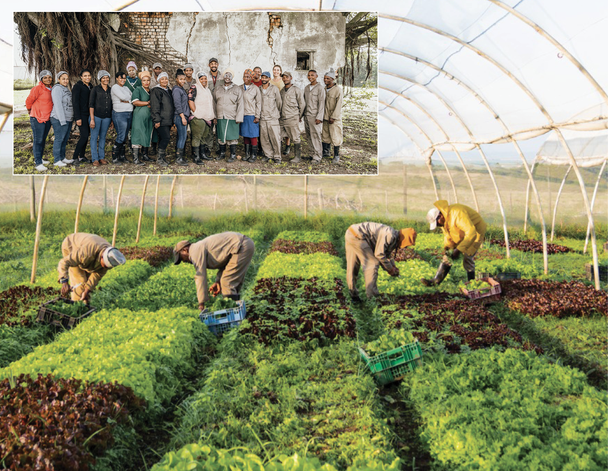 Papillon Organic Farm is creating jobs, growing organic produce and equipping young people with valuable skills in the Eastern Cape.