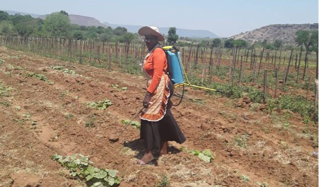 Nonhlanhla Ndlovu has ventured into farming thanks to the support of Lima.
