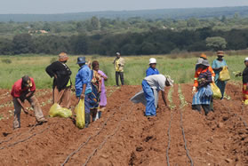 Members of Bana Ba Kgwale cultivating their land in the North West.