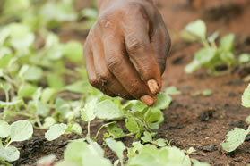 The Ntokozweni Primary School boasts a vegetable garden, medicinal herbs and a fully operational nursery. [Photo: GCIS Photographic Unit]